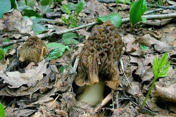 Выращивание сморчков на приусадебном участке. Мицелий сморчков. Сморчковая шапочка- фото № 1