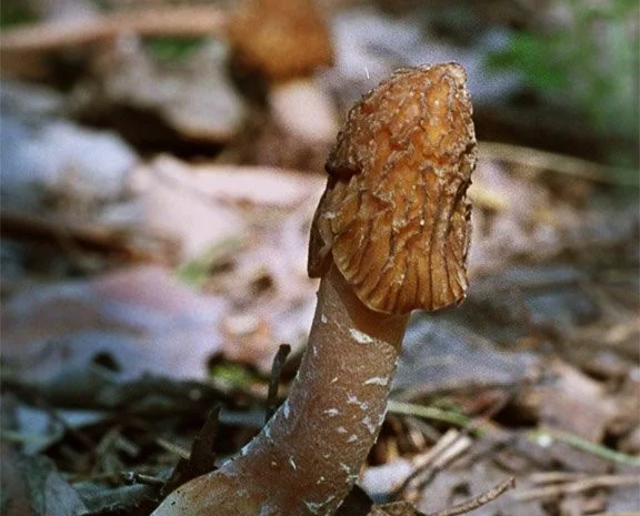 Выращивание сморчков на приусадебном участке. Мицелий сморчков. Сморчковая шапочка- фото № 10