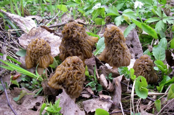 Выращивание сморчков на приусадебном участке. Мицелий сморчков. Сморчковая шапочка- фото № 11