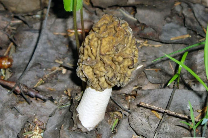 Выращивание сморчков на приусадебном участке. Мицелий сморчков. Сморчковая шапочка- фото № 2