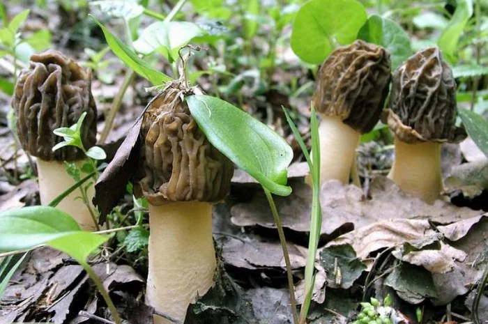 Выращивание сморчков на приусадебном участке. Мицелий сморчков. Сморчковая шапочка- фото № 3