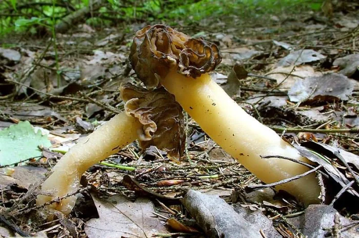 Выращивание сморчков на приусадебном участке. Мицелий сморчков. Сморчковая шапочка- фото № 4