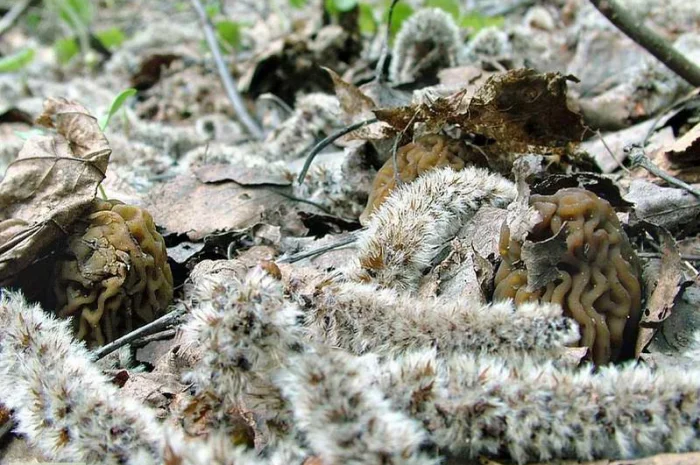 Выращивание сморчков на приусадебном участке. Мицелий сморчков. Сморчковая шапочка- фото № 5