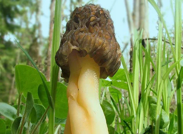 Выращивание сморчков на приусадебном участке. Мицелий сморчков. Сморчковая шапочка- фото № 6