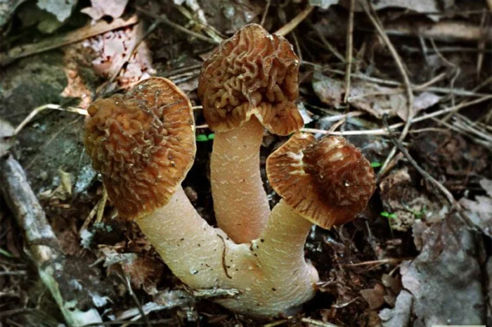 Выращивание сморчков на приусадебном участке. Мицелий сморчков. Сморчковая шапочка- фото № 7