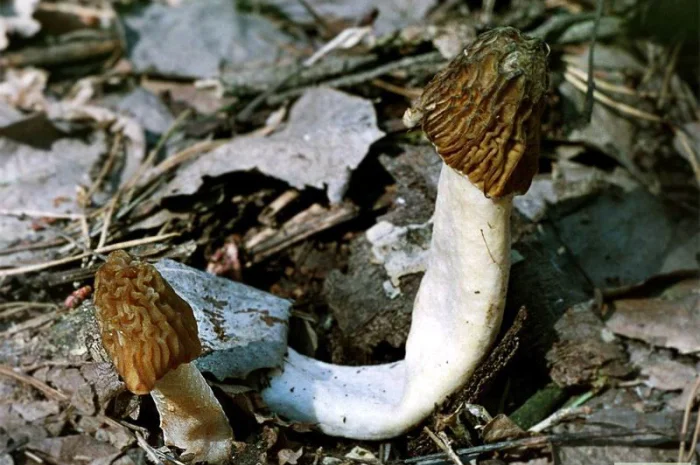 Выращивание сморчков на приусадебном участке. Мицелий сморчков. Сморчковая шапочка- фото № 8