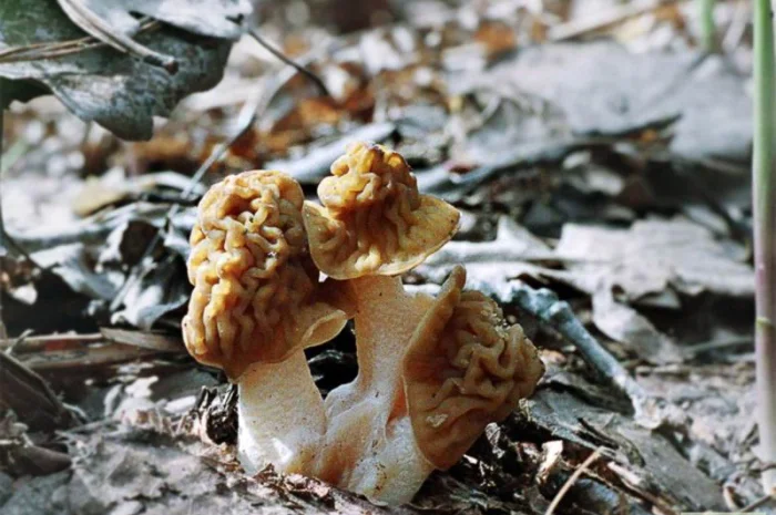 Выращивание сморчков на приусадебном участке. Мицелий сморчков. Сморчковая шапочка- фото № 9
