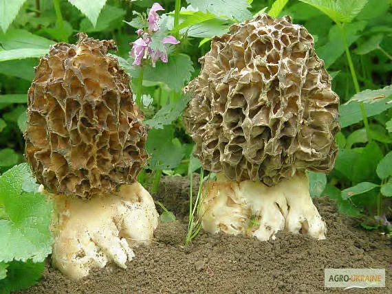 Мицелий сморчков- фото № 1