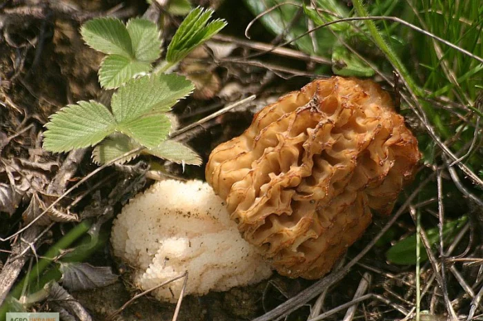 Мицелий сморчков- фото № 2