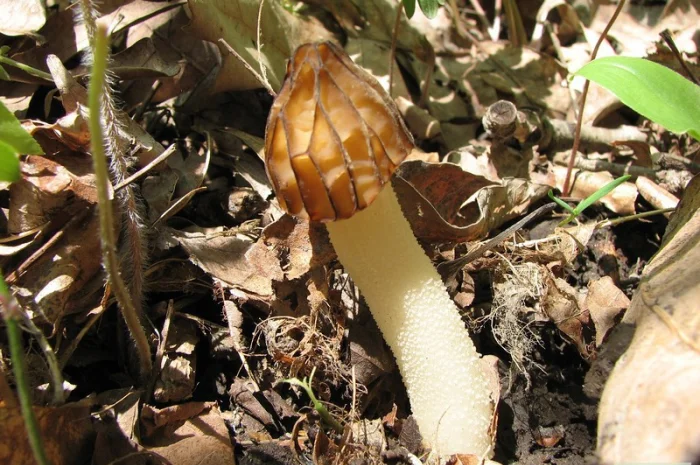 Мицелий сморчков- фото № 10