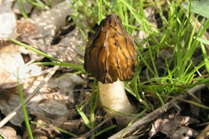 Мицелий сморчков- фото № 9