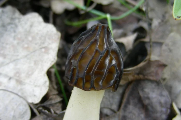 Мицелий сморчков- фото № 8