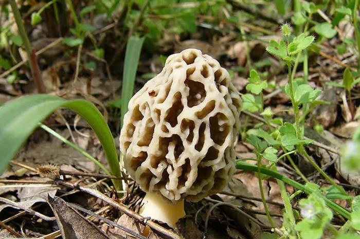 Мицелий сморчков- фото № 7