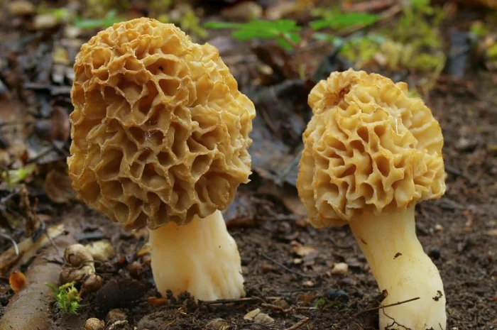 Мицелий сморчков- фото № 4