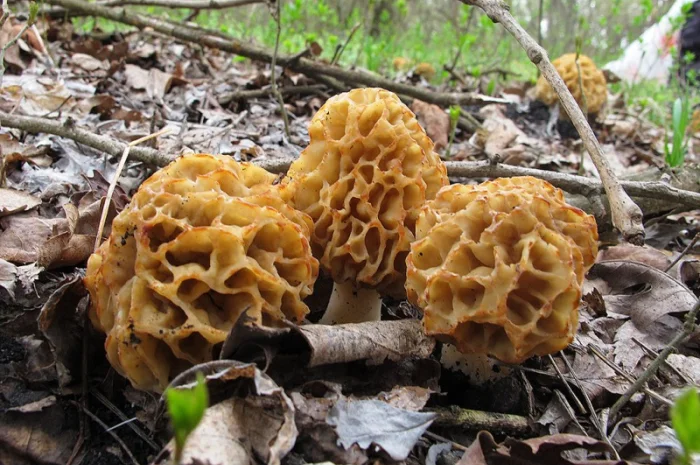 Мицелий сморчков- фото № 3