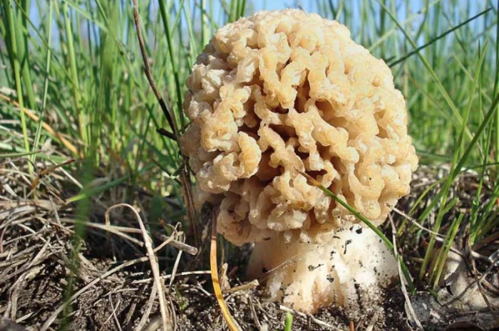 Мицелий сморчков- фото № 18