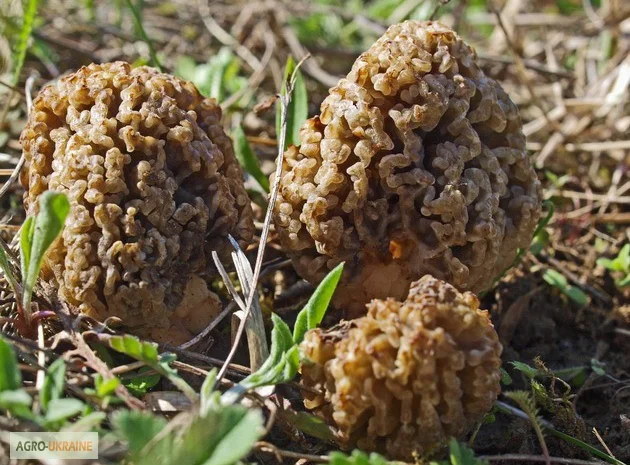 Мицелий сморчков- фото № 17