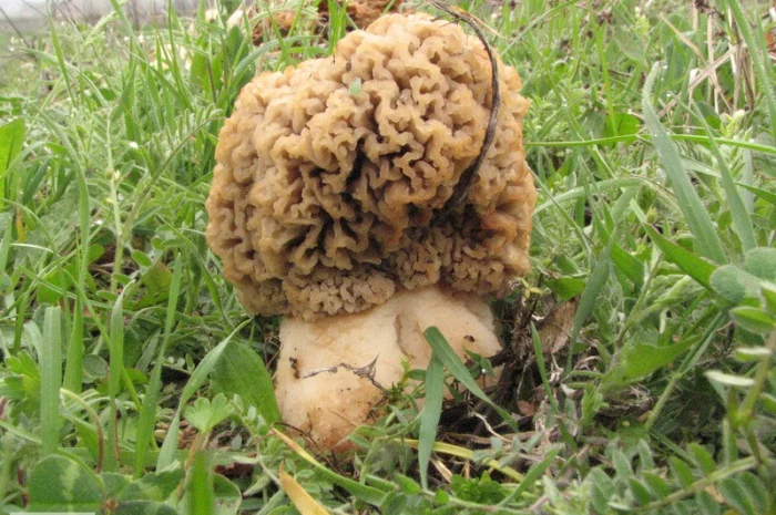 Мицелий сморчков- фото № 16