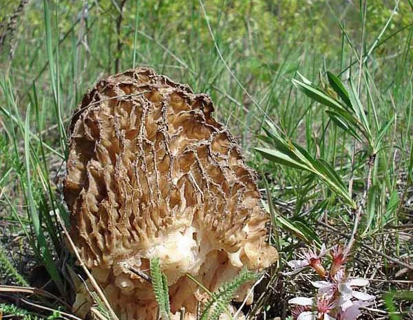 Мицелий сморчков- фото № 15