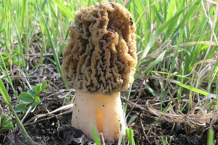 Мицелий сморчков- фото № 14