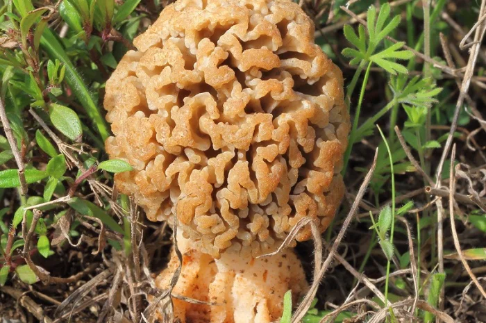 Мицелий сморчков- фото № 13