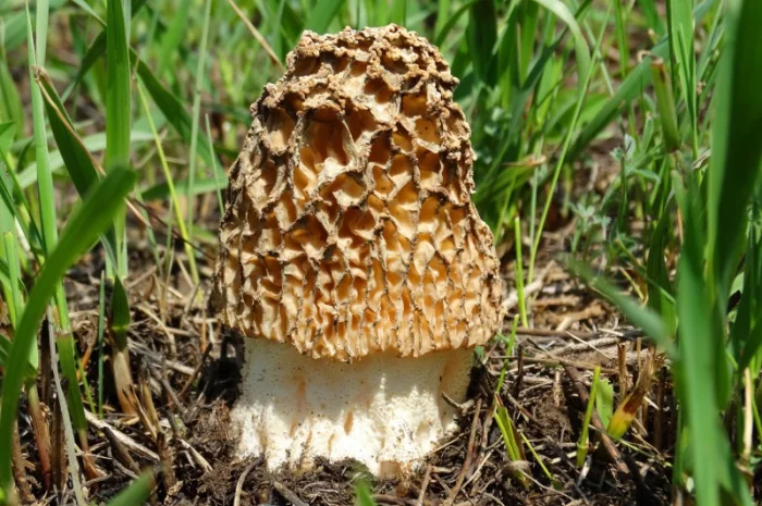 Мицелий сморчков- фото № 12