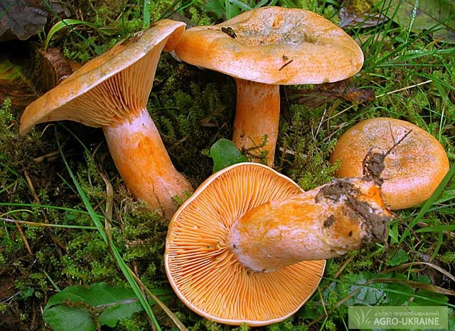 Семена грибов: Рыжик настоящий. Мицелий вешенки- фото № 1