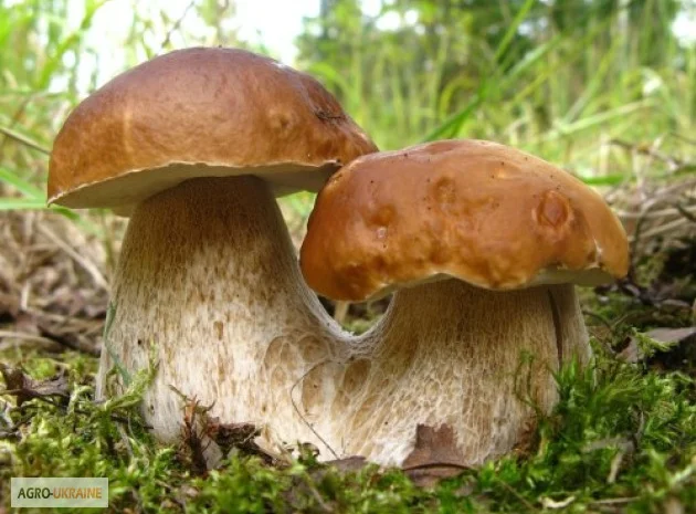 Мицелий белых грибов зерновой первичный с гарантией всхожести- фото № 1