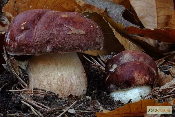 Мицелий белых грибов зерновой первичный с гарантией всхожести- фото № 10