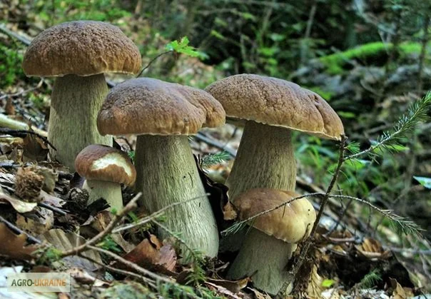 Мицелий белых грибов зерновой первичный с гарантией всхожести- фото № 6