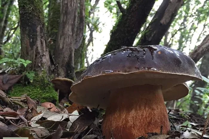 Мицелий белых грибов зерновой первичный с гарантией всхожести- фото № 4