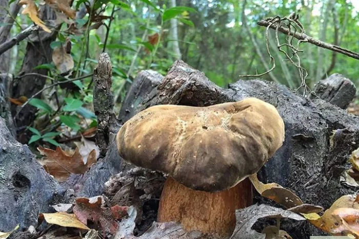 Мицелий белых грибов зерновой первичный с гарантией всхожести- фото № 3