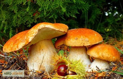 Мицелий белых грибов зерновой первичный с гарантией всхожести- фото № 14