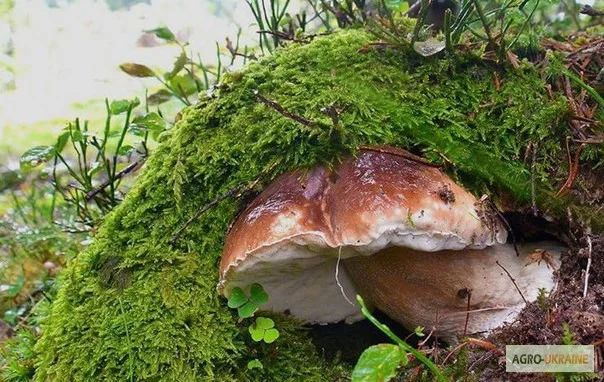 Грибница белого гриба - семена грибов для выращивания на приусадебном участке и помещении- фото № 5
