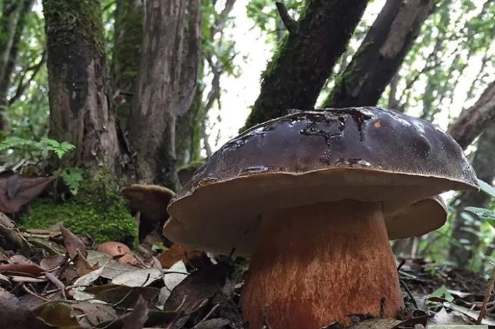 Семена белых грибов для посева на участках,  в помещениях,  в питомниках с гарантией- фото № 9