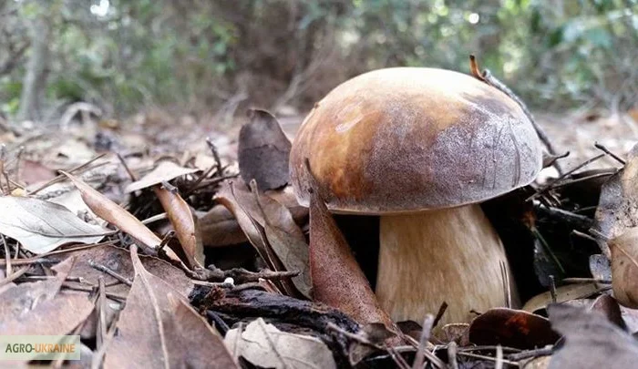 Семена белых грибов для посева на участках,  в помещениях,  в питомниках с гарантией- фото № 10