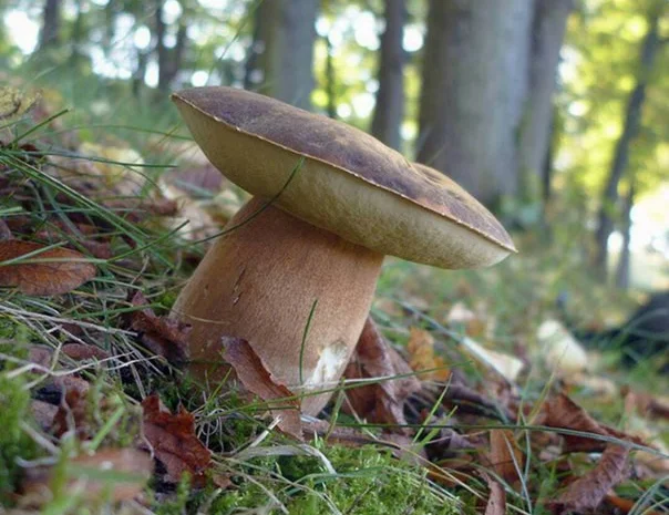 Семена белых грибов для посева на участках,  в помещениях,  в питомниках с гарантией- фото № 1