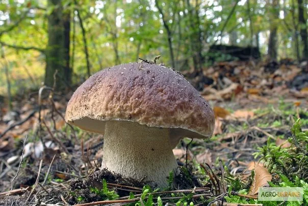 Семена белых грибов для посева на участках,  в помещениях,  в питомниках с гарантией- фото № 2