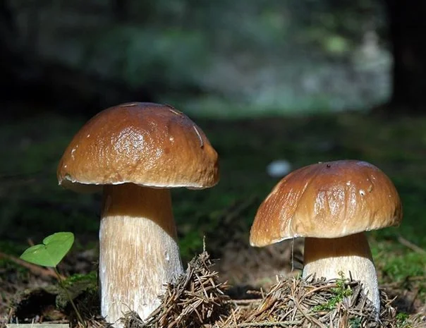 Семена белых грибов для посева на участках,  в помещениях,  в питомниках с гарантией- фото № 6