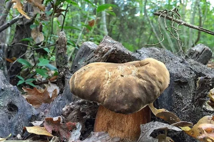 Рассада белых грибов для выращивания грибов под деревьями,  в питомниках,  в помещениях- фото № 1