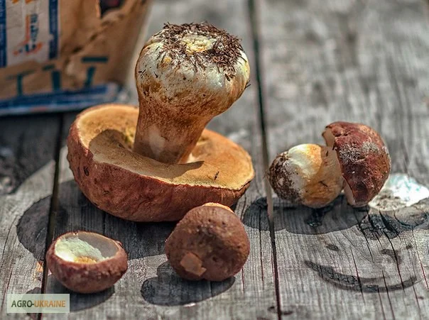 Рассада белых грибов для выращивания грибов под деревьями- фото № 11