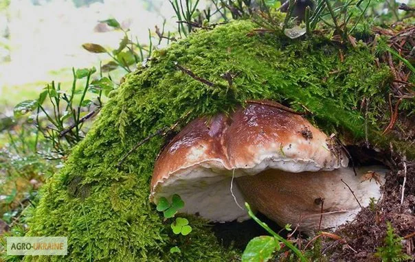 Рассада белых грибов для выращивания грибов под деревьями,  в питомниках,  в помещениях- фото № 14