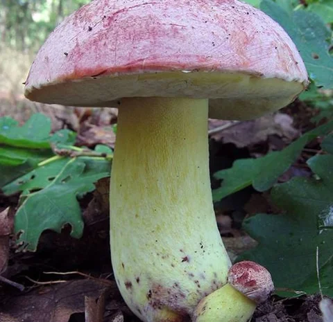 Рассада белых грибов для выращивания грибов под деревьями,  в питомниках,  в помещениях- фото № 15