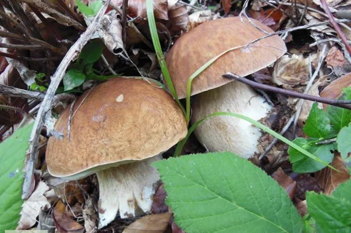 Рассада белых грибов для выращивания грибов под деревьями,  в питомниках,  в помещениях- фото № 2