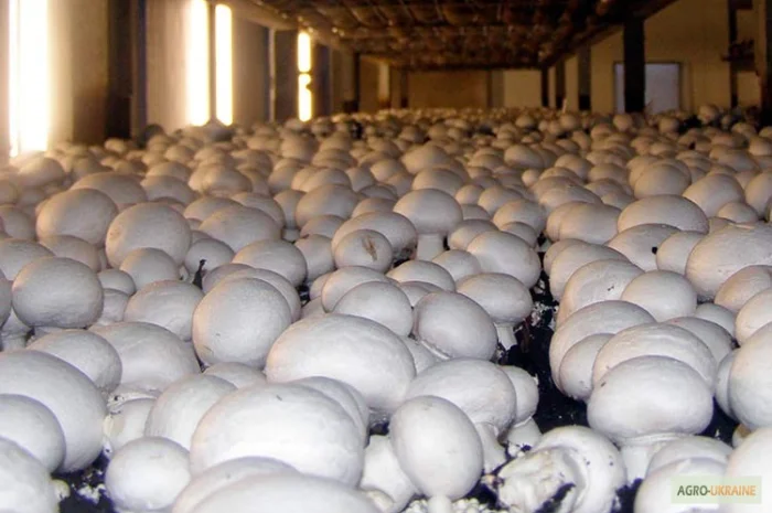 Семена шампиньонов - мицелий шампиньона от надежного производителя, очень сильный- фото № 5