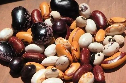 Насіння квасолі- фото № 1