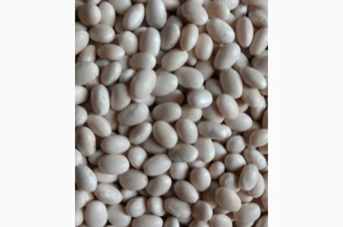 Насіння квасолі- фото № 2