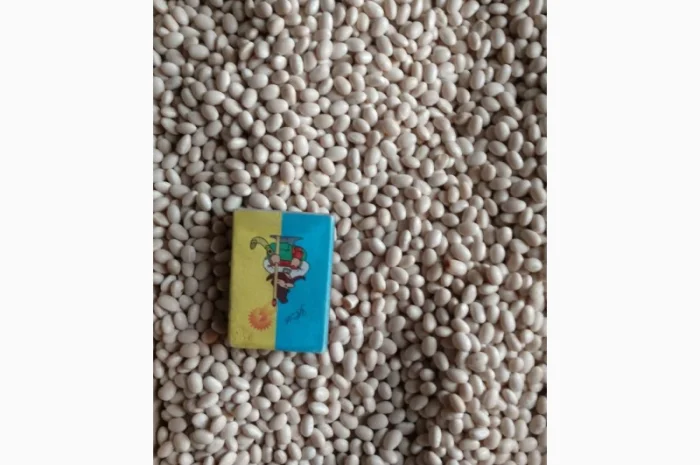 Продамо насінневий матеріал квасолі (фасоль)- фото № 1