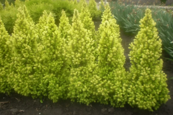 Саженцы карликовой канадской ели Conica- фото № 1