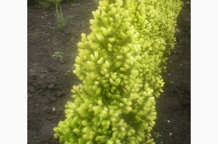 Саженцы карликовой канадской ели Conica- фото № 2